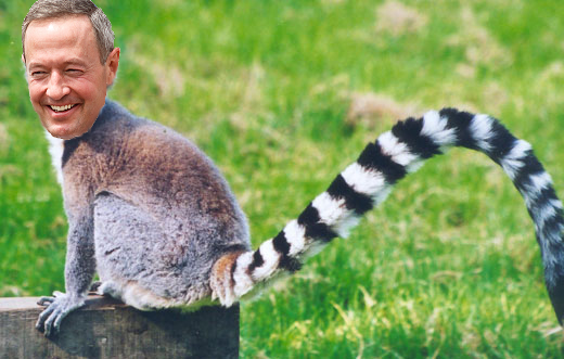 ring-tailed-lemur martin omalley